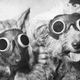 Not these dogs. But maybe these dogs.